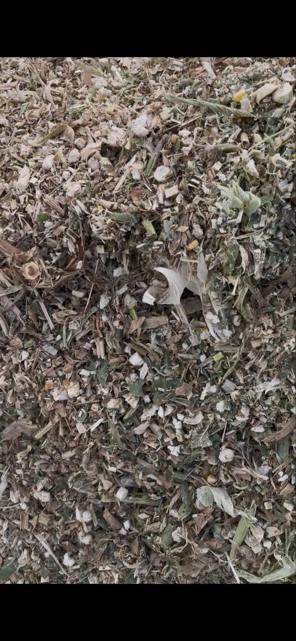 Silagem milho ensacada  - Foto 4