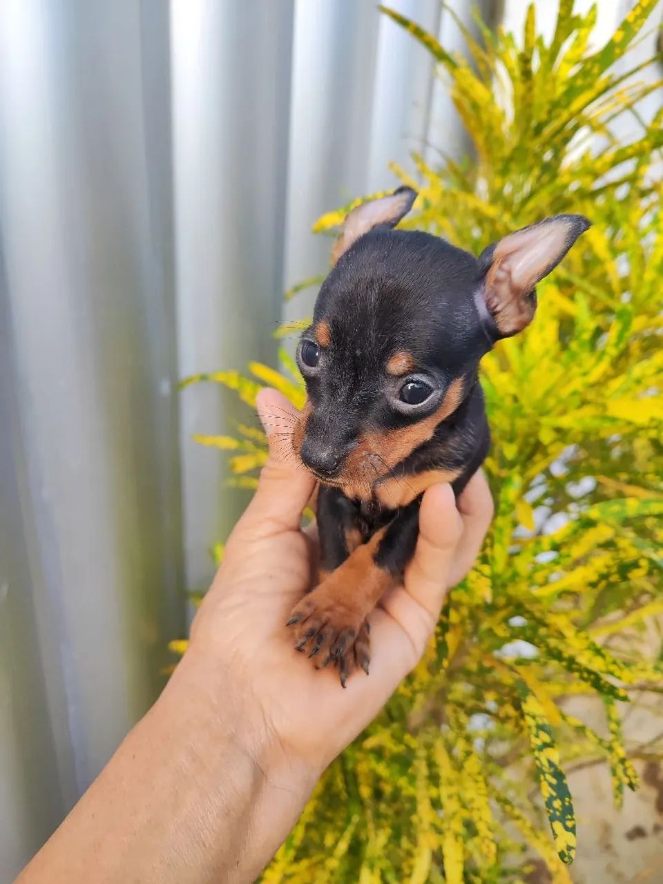 Pinscher 