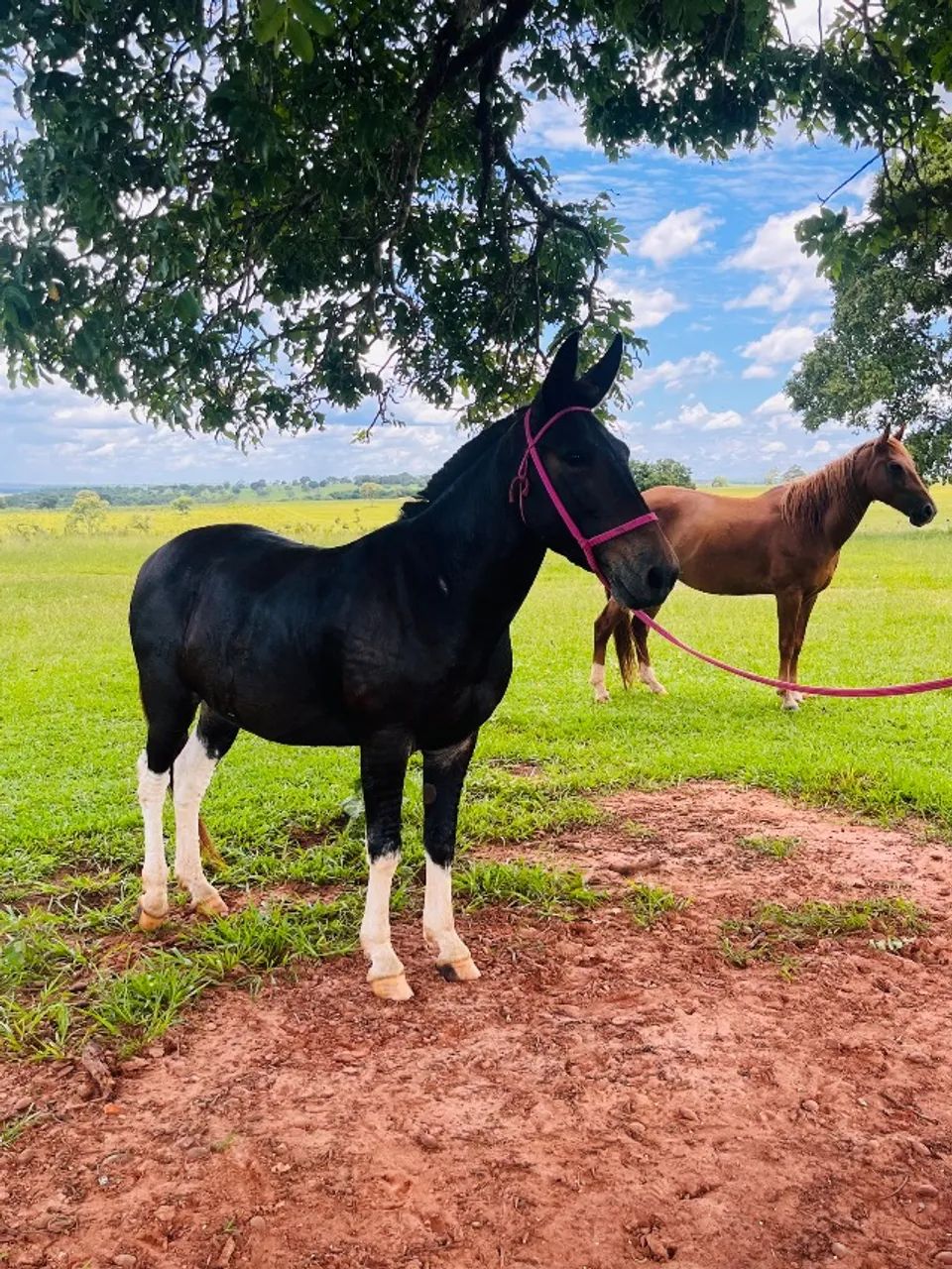Burro manso calçado - Foto 3