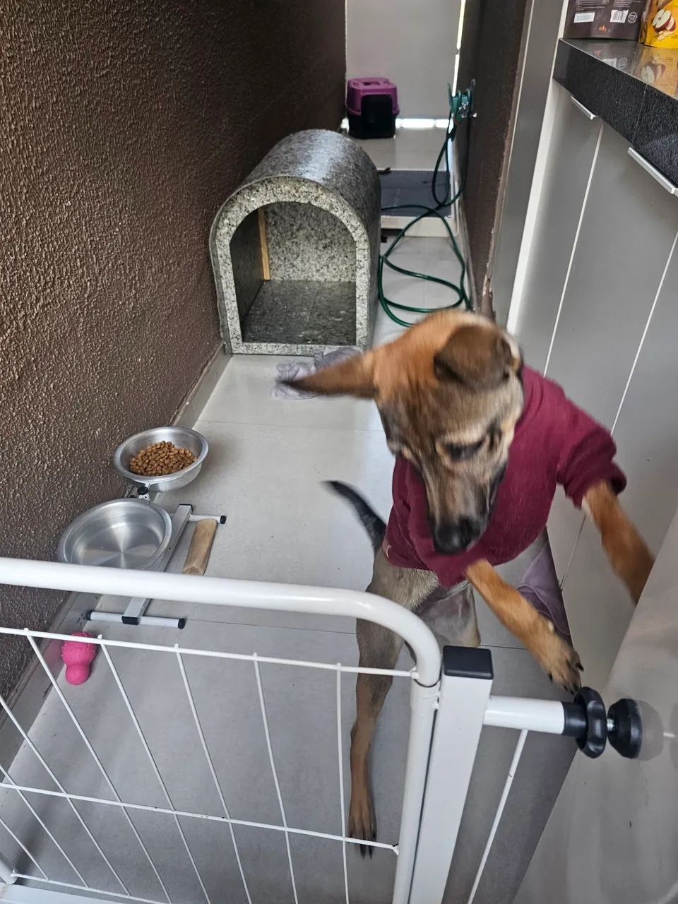 Mestiço Pastor Malinois - doação