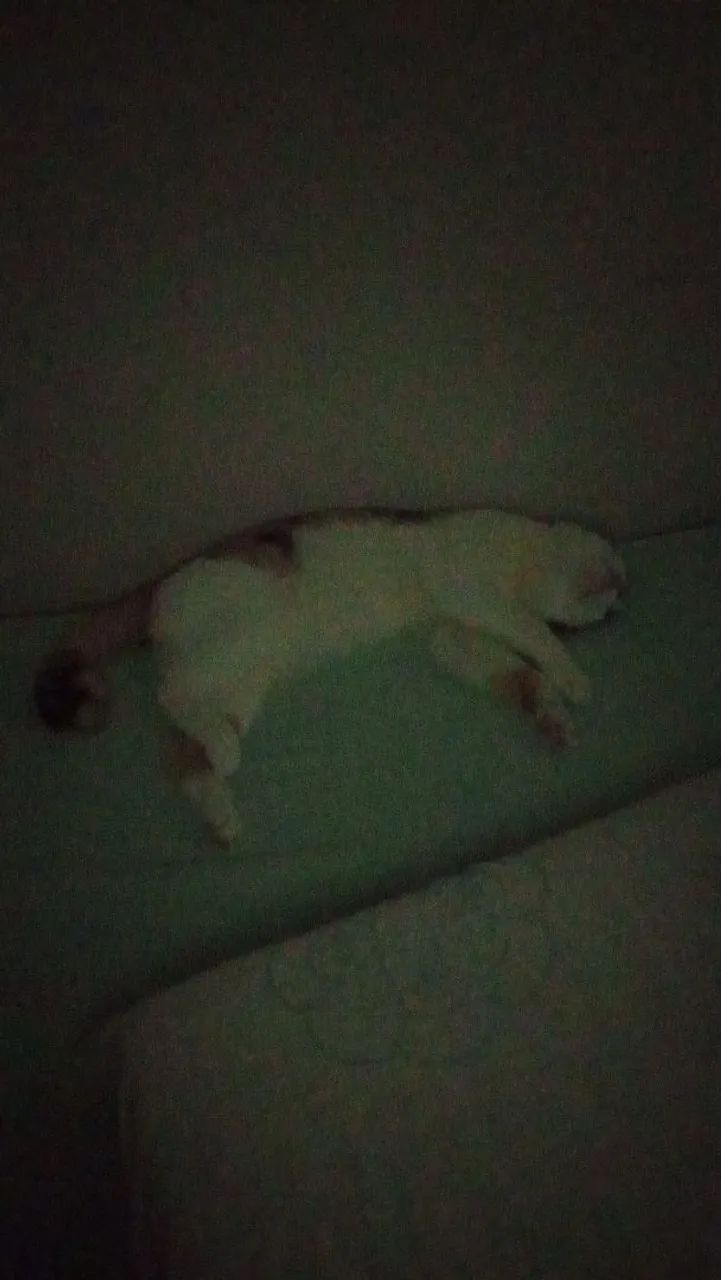 Gatinha para adoção  - Foto 3