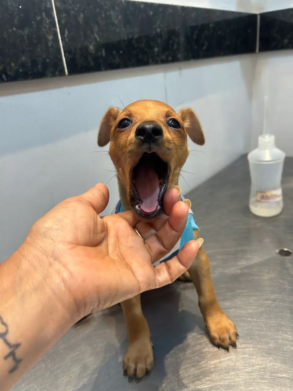 Pinscher  - Foto 3