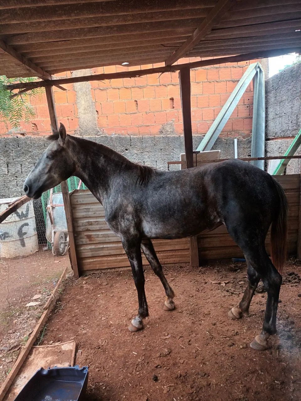 Egua manga larga  - Foto 2
