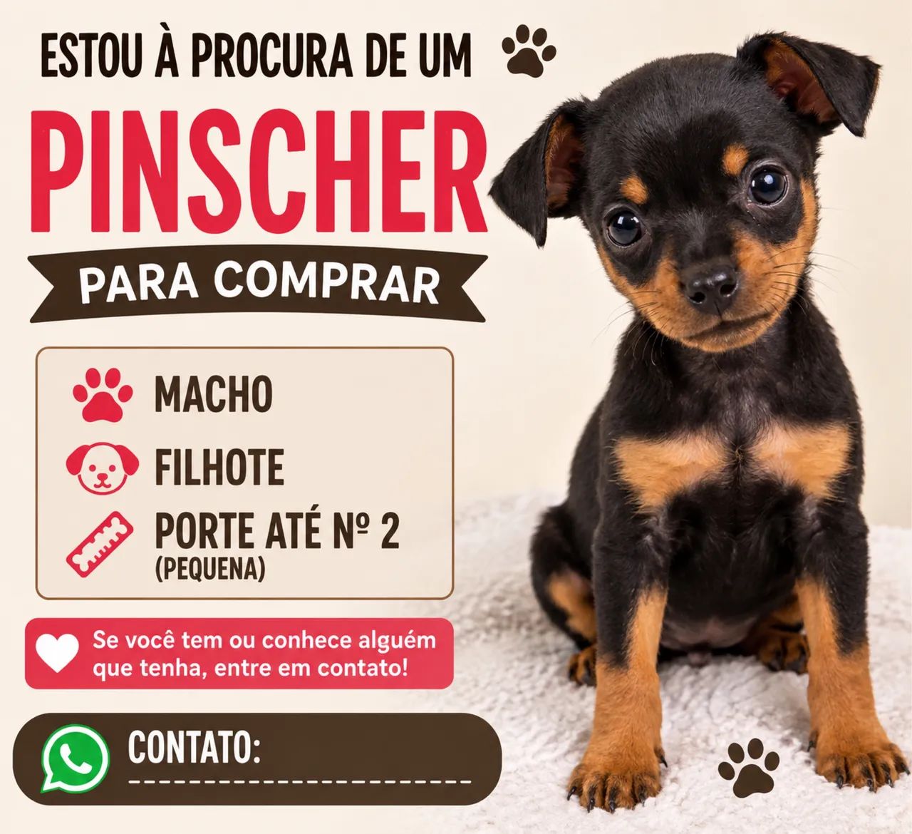 Procuro cachorro pinsher