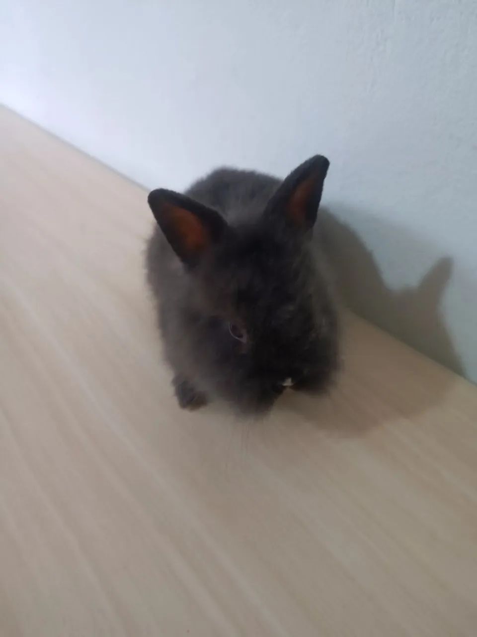 Mini Coelhos Lionhead - Foto 2