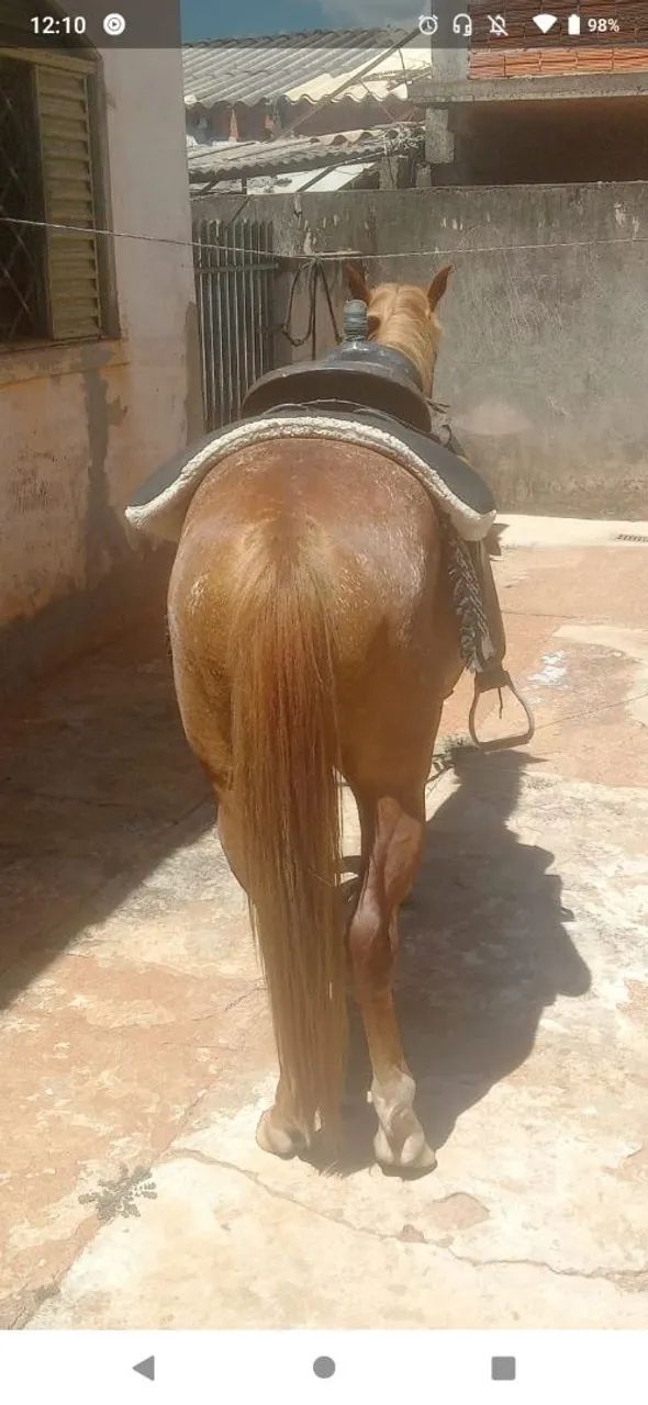 Petisco muito  manso - Foto 3