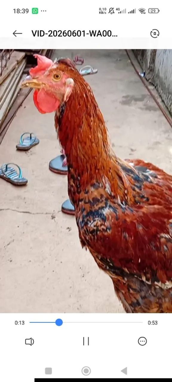 Frango gsb com 6 meses 