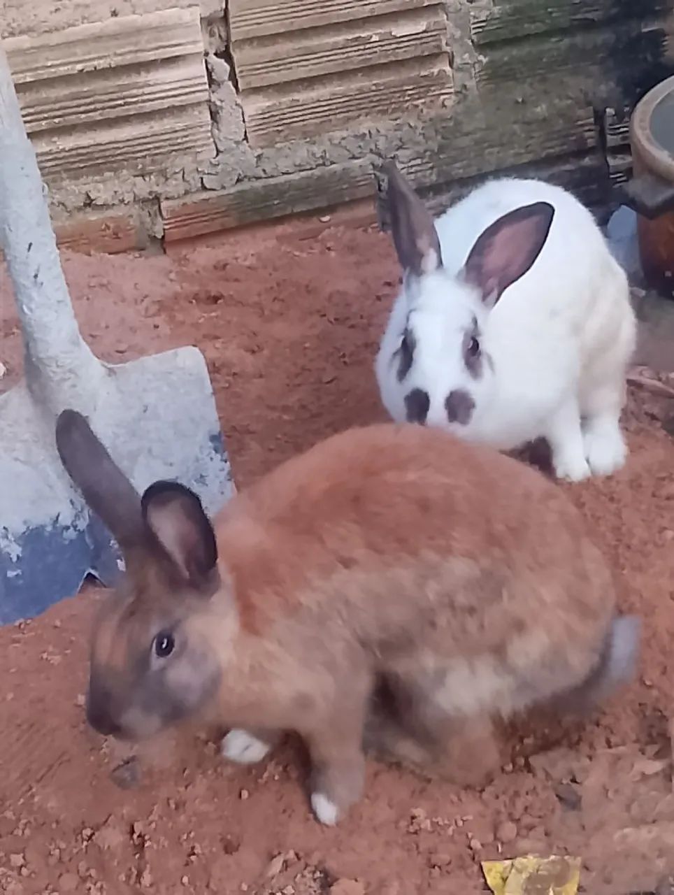 Lindos filhotes de coelhos - Foto 2