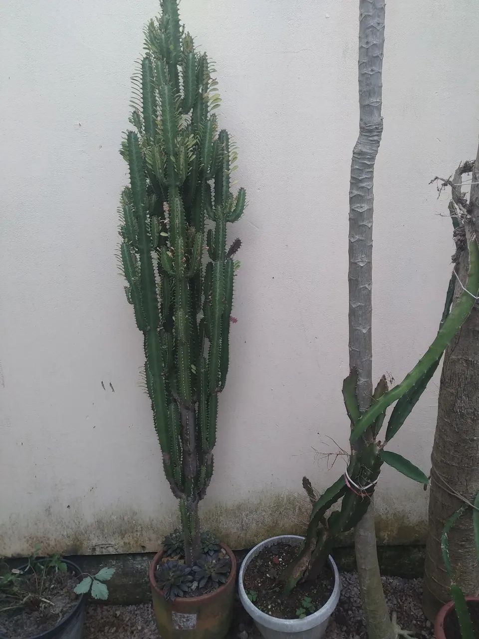 Cactos com vaso cerâmico - Foto 3