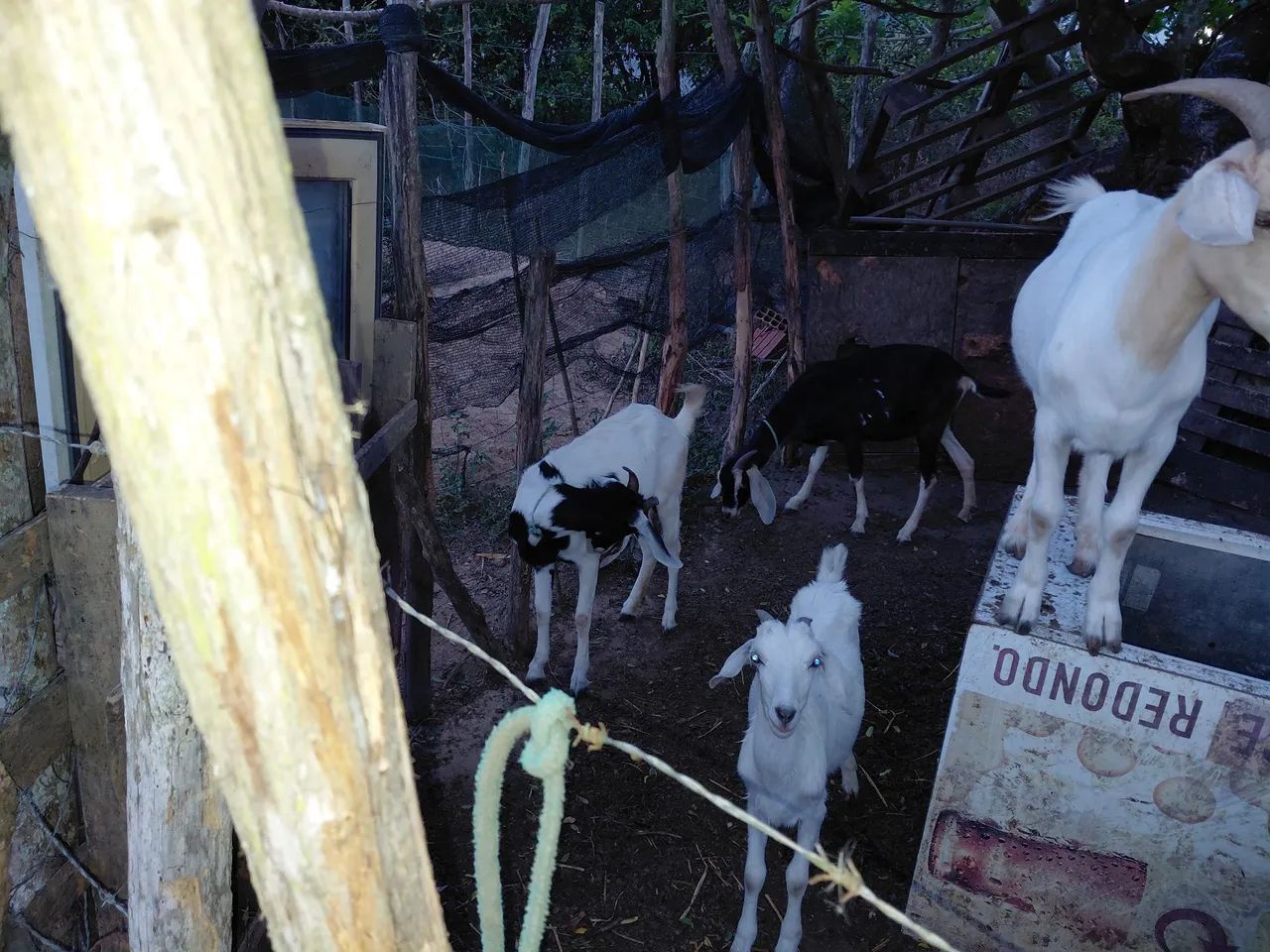 Cabras 