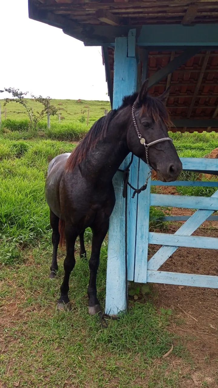 Cavalo