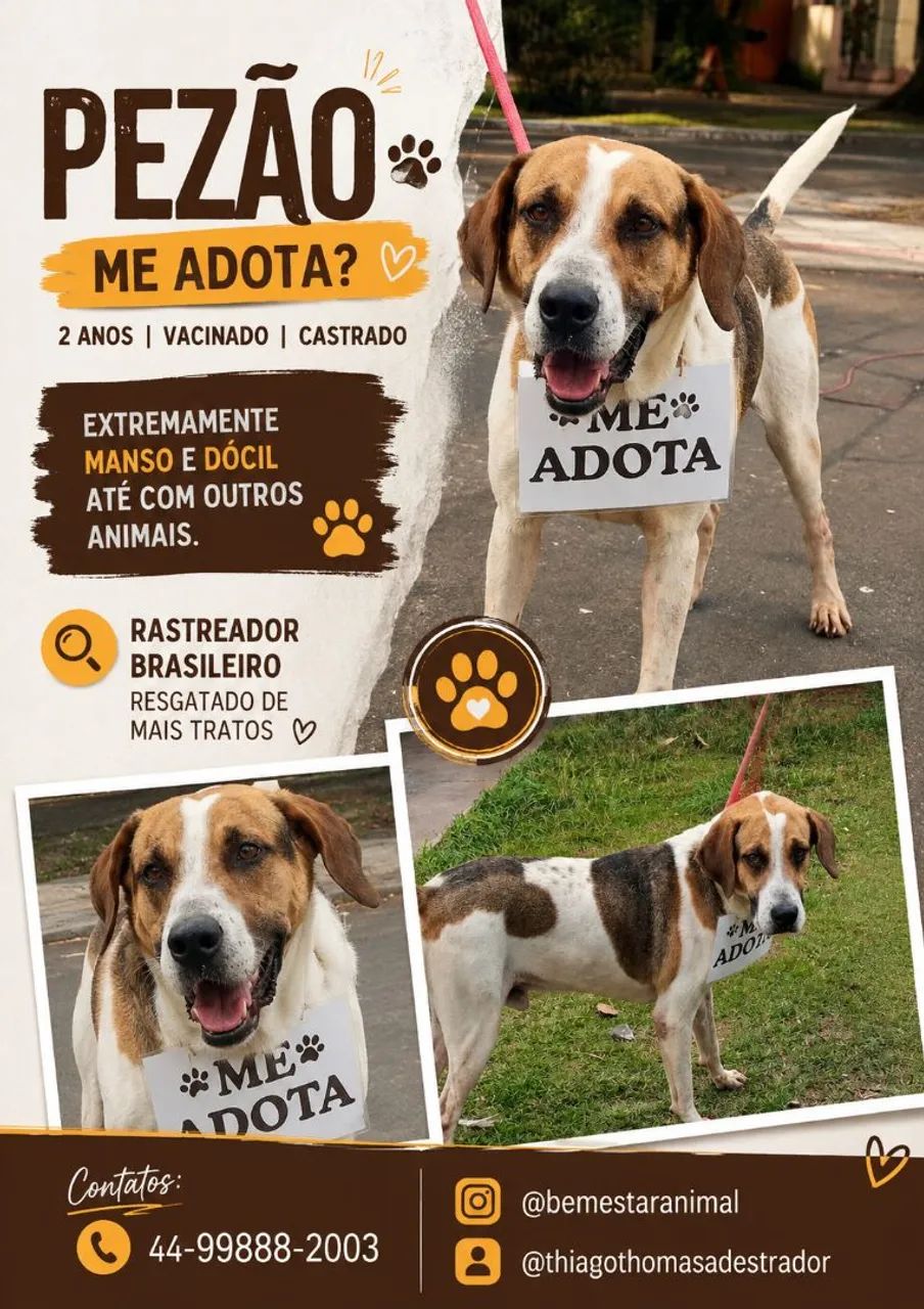 Doação super dócil e brincalhão 1 ano