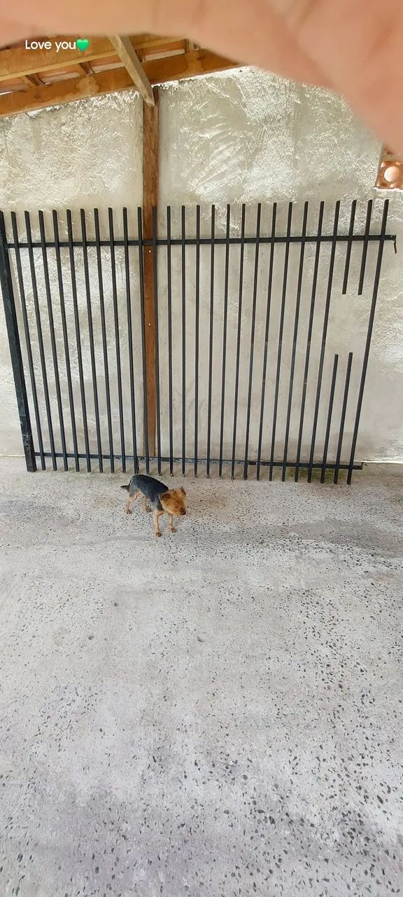 Grade portão  - Foto 3