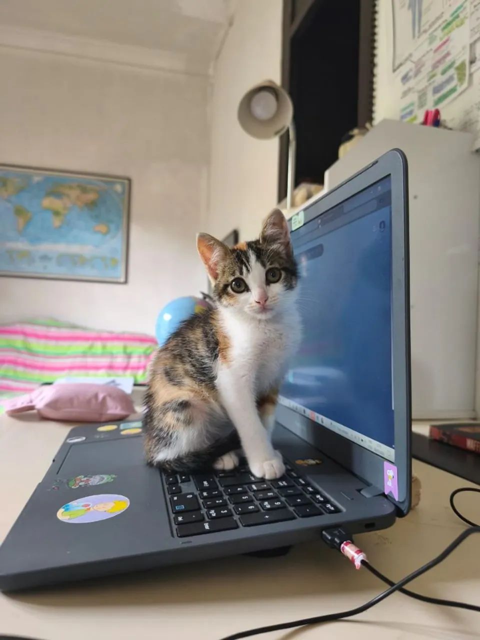 Doação de filhote de gatinho  - Foto 3