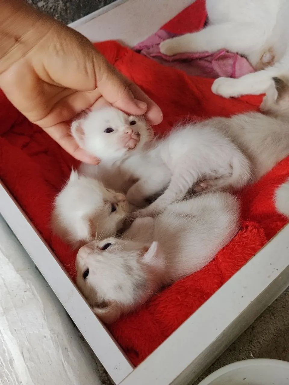 Gatinhos para doação  - Foto 3