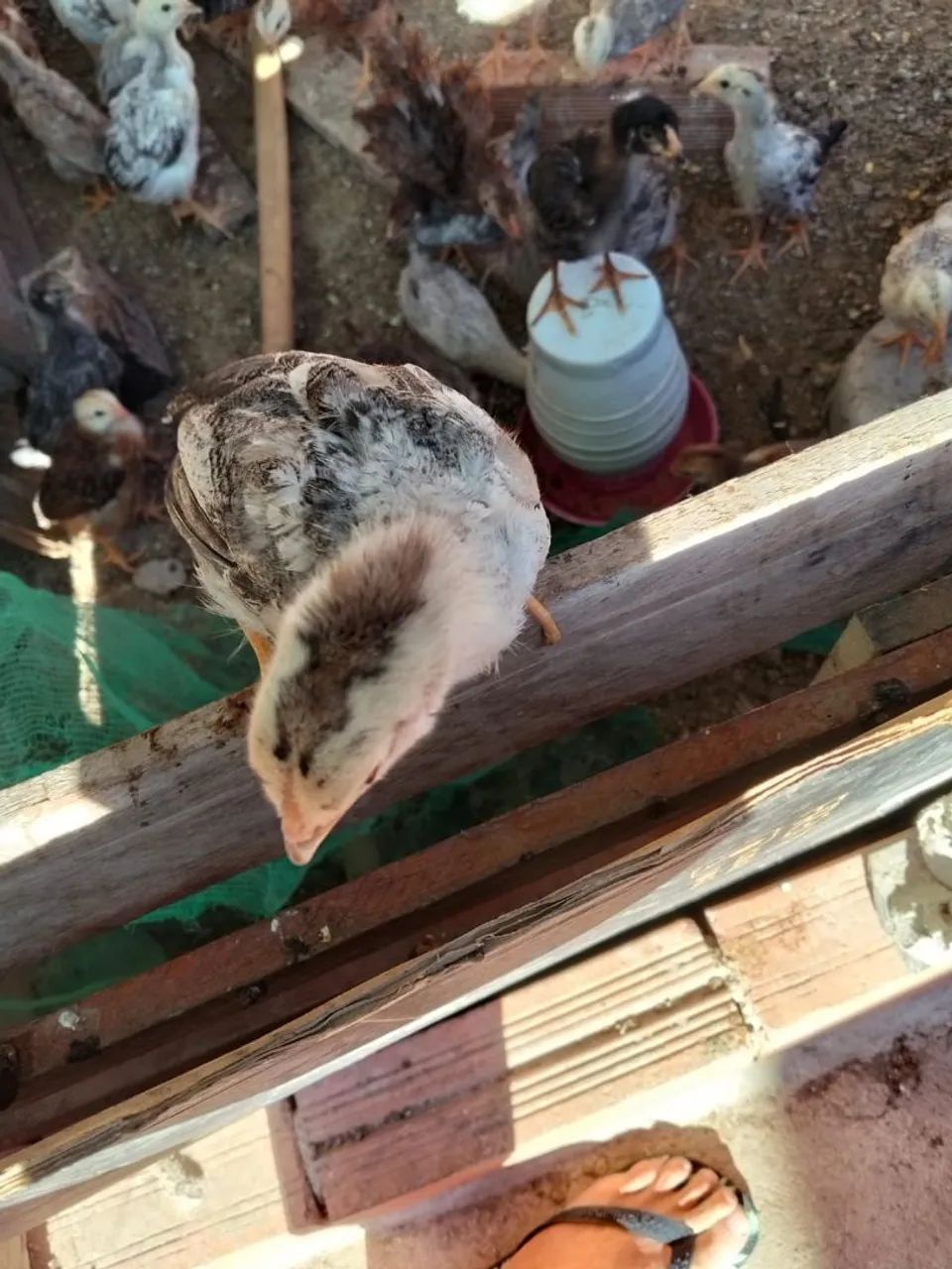 Pintinhos dupla aptidão ovos e carne. - Foto 5