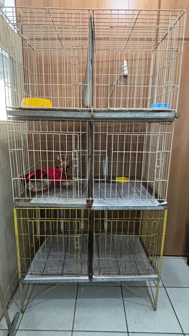 Gaiola Pet Shop 6 lugares