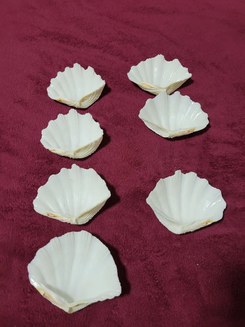 Conchas Hippopus hippopus conjunto 
