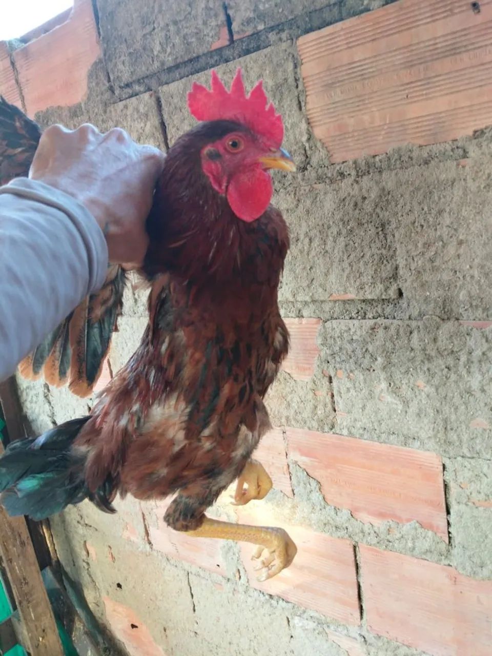Frangos 