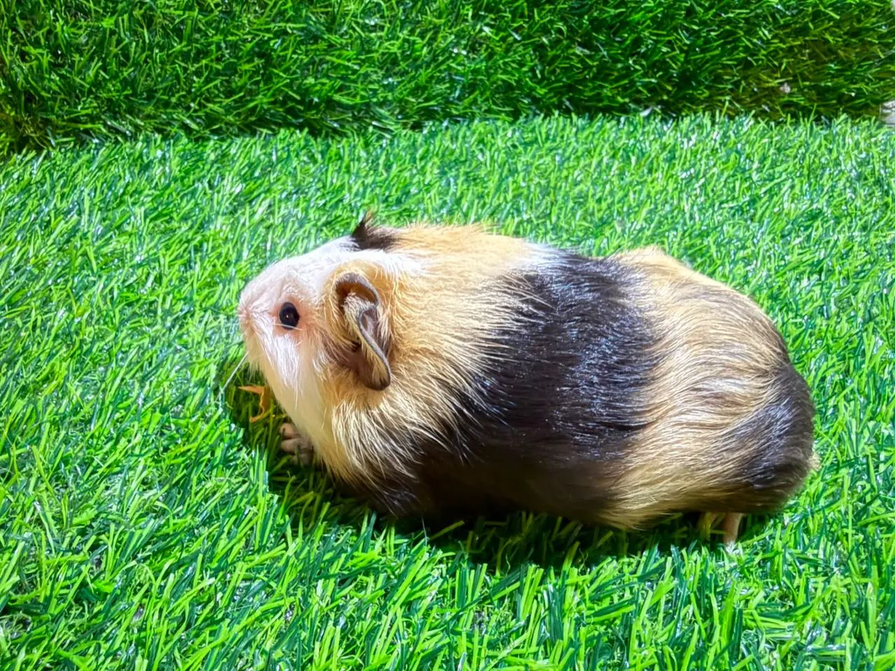 Filhotes de Porquinho da Índia  - Foto 4