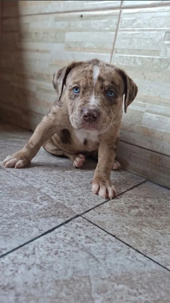 Cachorro  - Foto 4