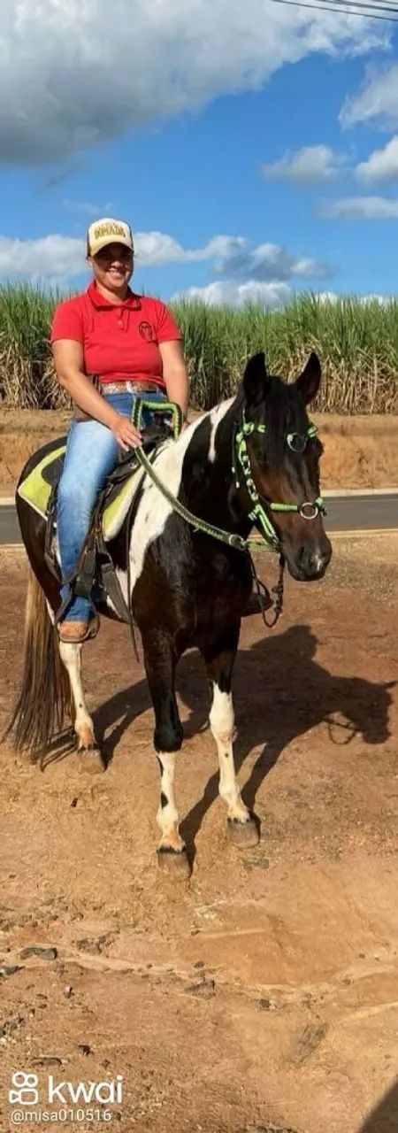 pampa de preto garanhão 5 anos ou troco por égua pamp d preto ou aceito cavalo menos valor - Foto 2