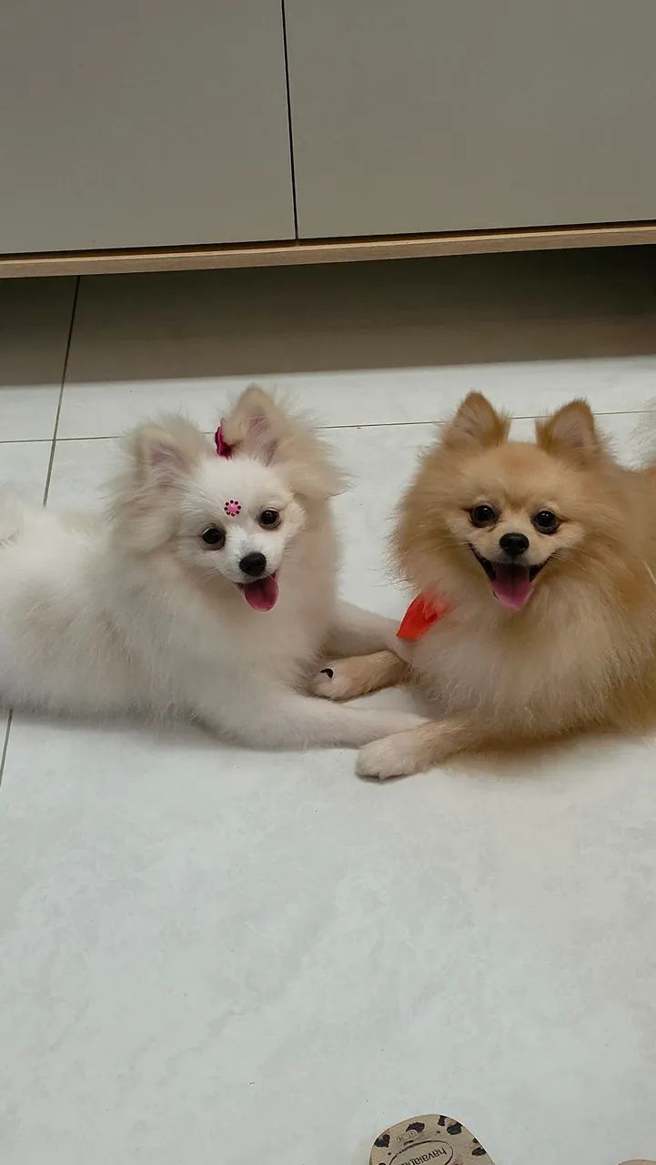 Spitz Alemão 