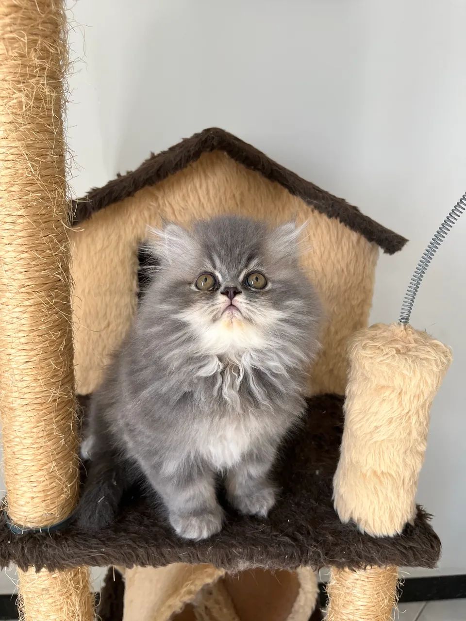 Gato Persa - Foto 5