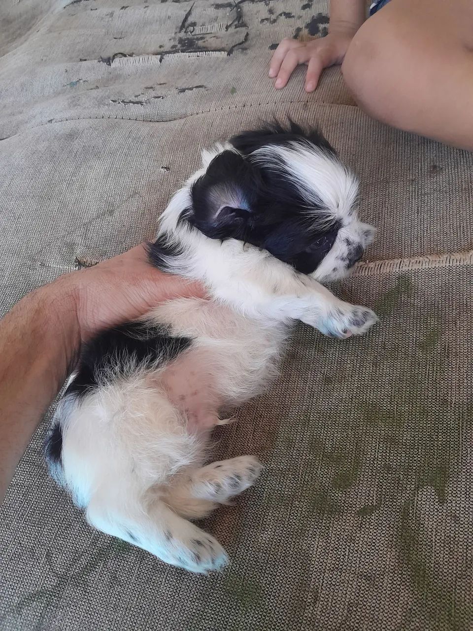 Shih Tzu - Foto 2