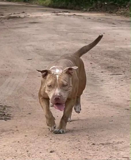 Pit monster original 