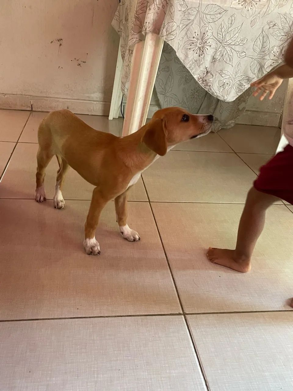 Cachorro  - Foto 3