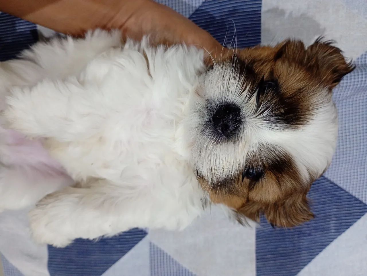 Lhasa Apso filhote  - Foto 3