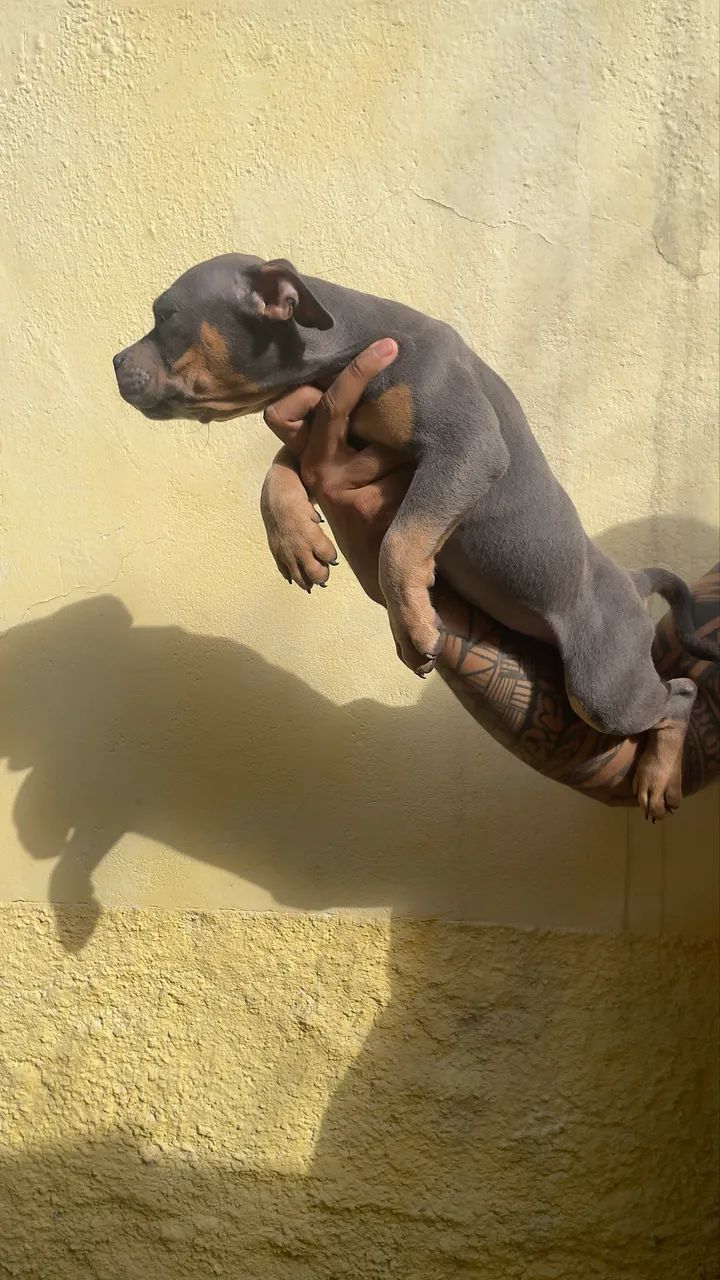 American Bully Pocket  - Foto 4