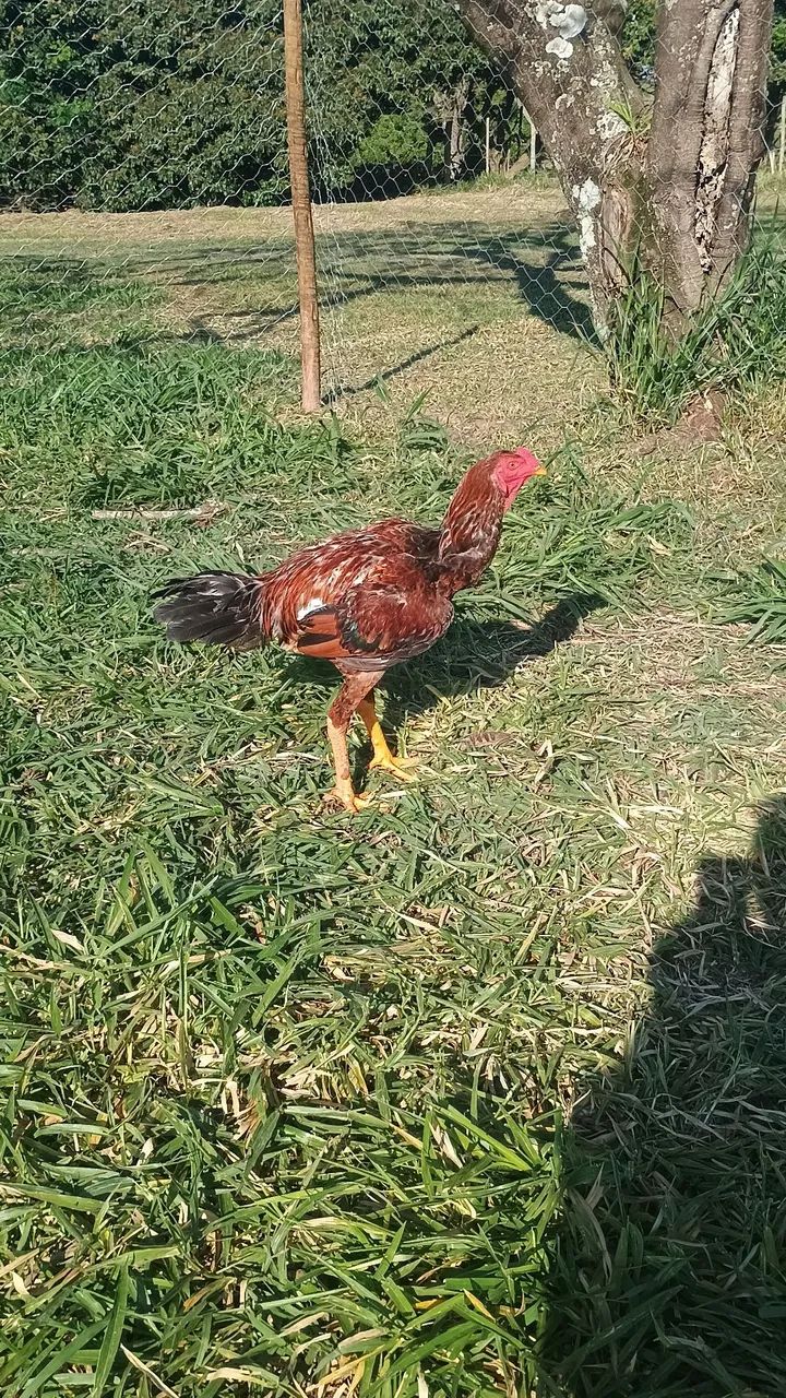Galinha caipiras  - Foto 3