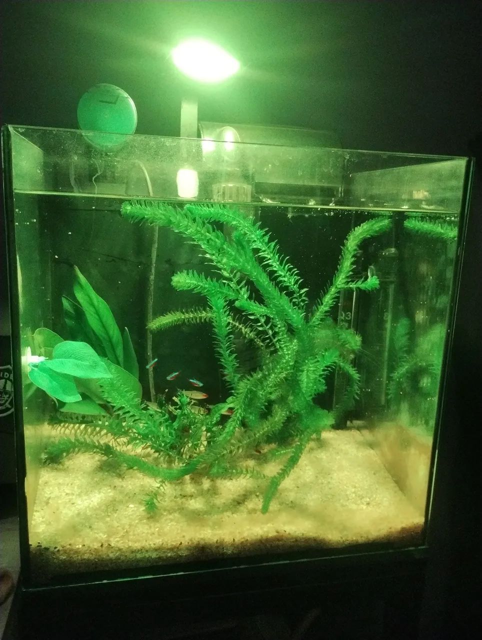 Aquário cubo 