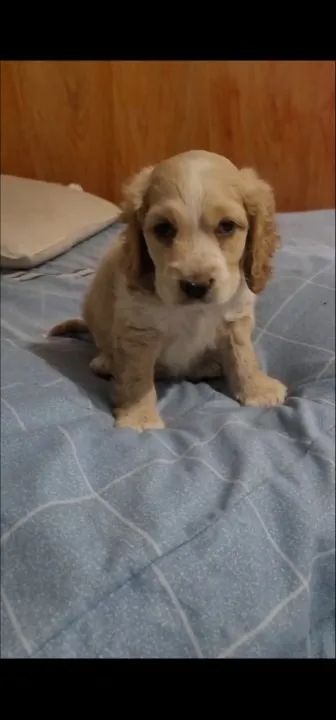 Cocker Spaniel,Cocker Spaniel Filhote Disponível Alta Qualidade