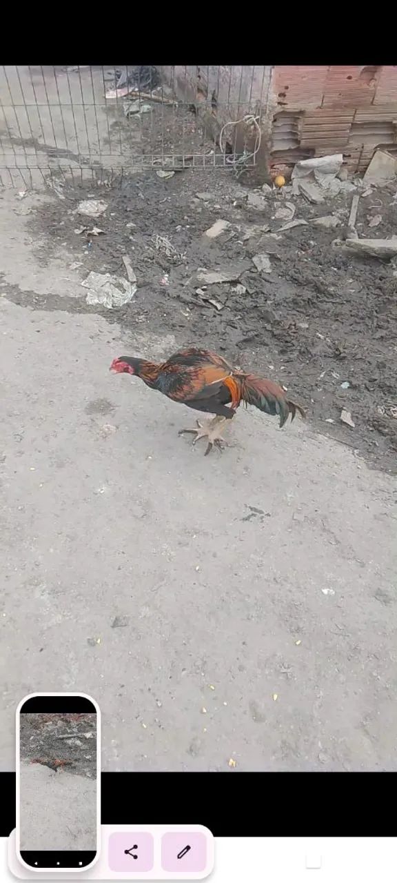 Frango marron lindo de raça  - Foto 2