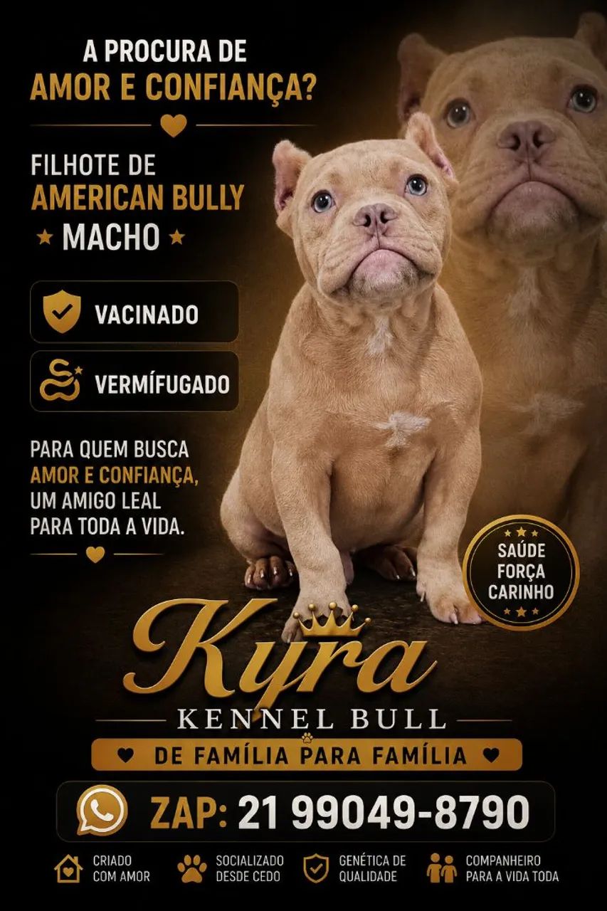 Filhote macho de American Bully micro 