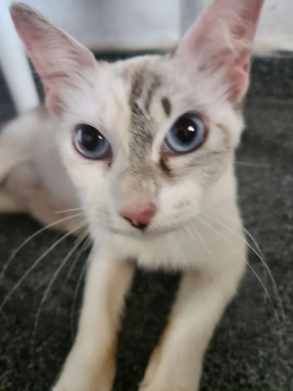 Doação de gato