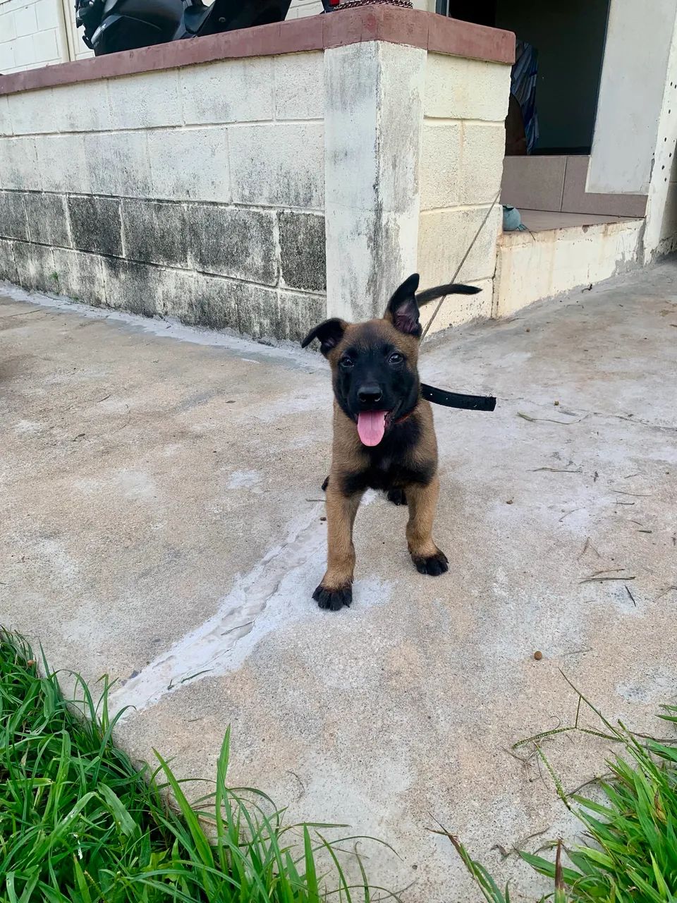 Cachorro Malinois  - Foto 2