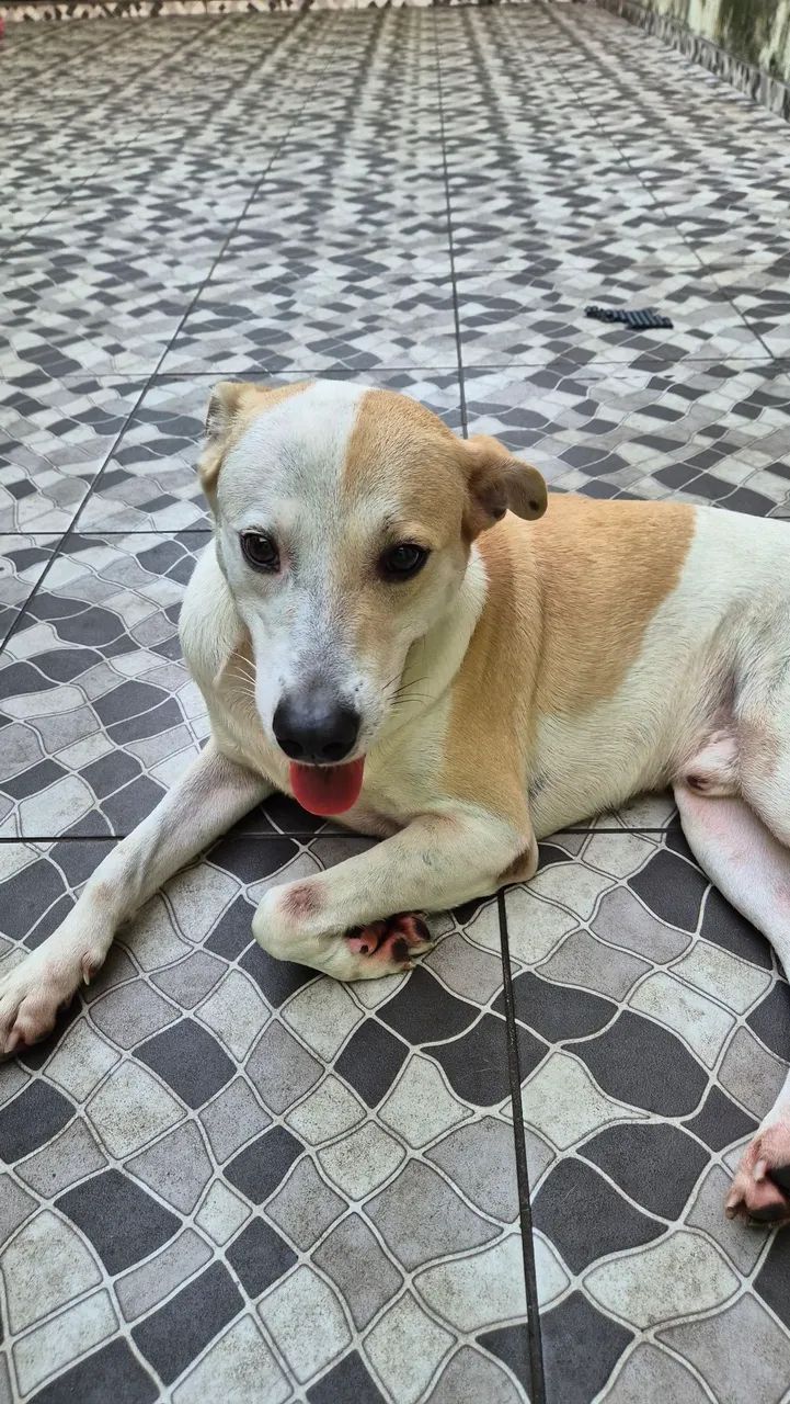 ADOÇÃO URGENTE  - Foto 3