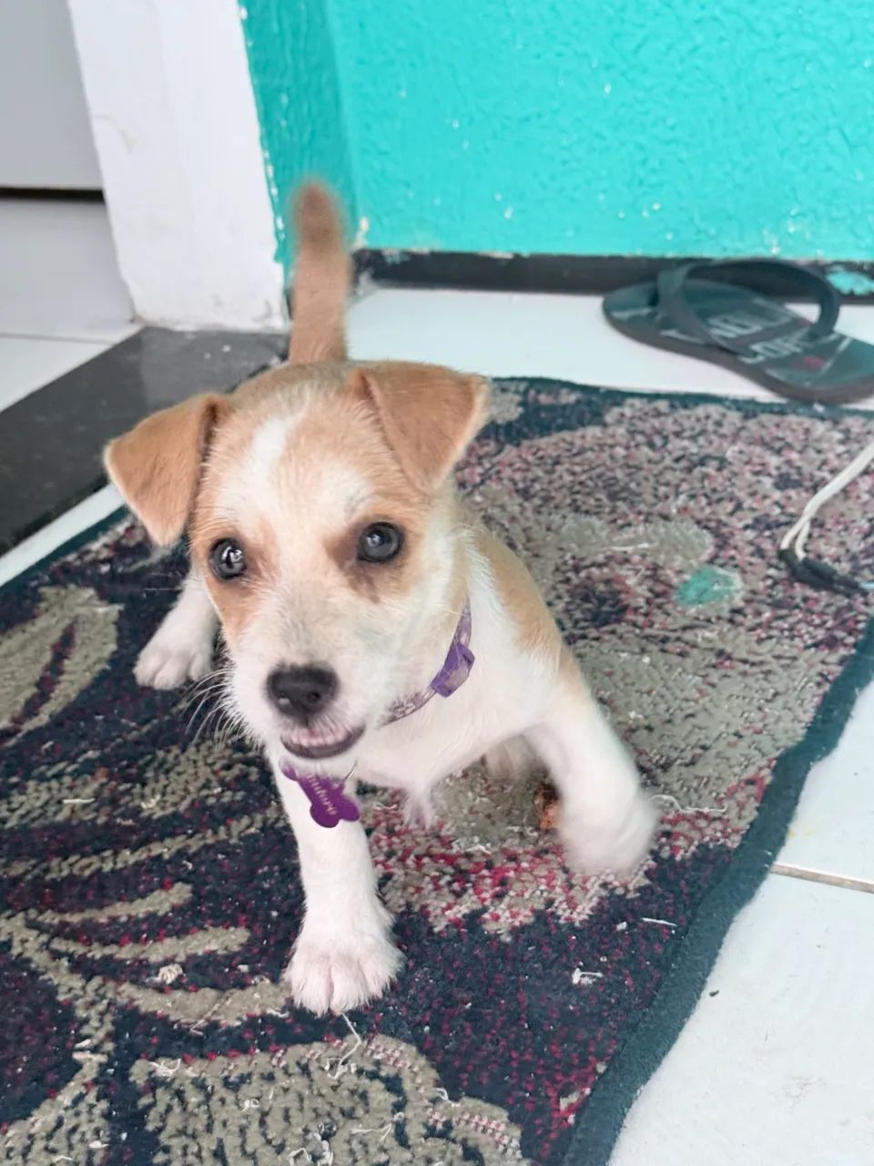 Cachorra filhote 