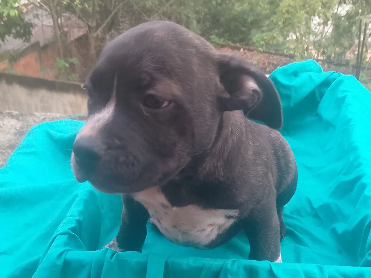 American bully - Foto 3