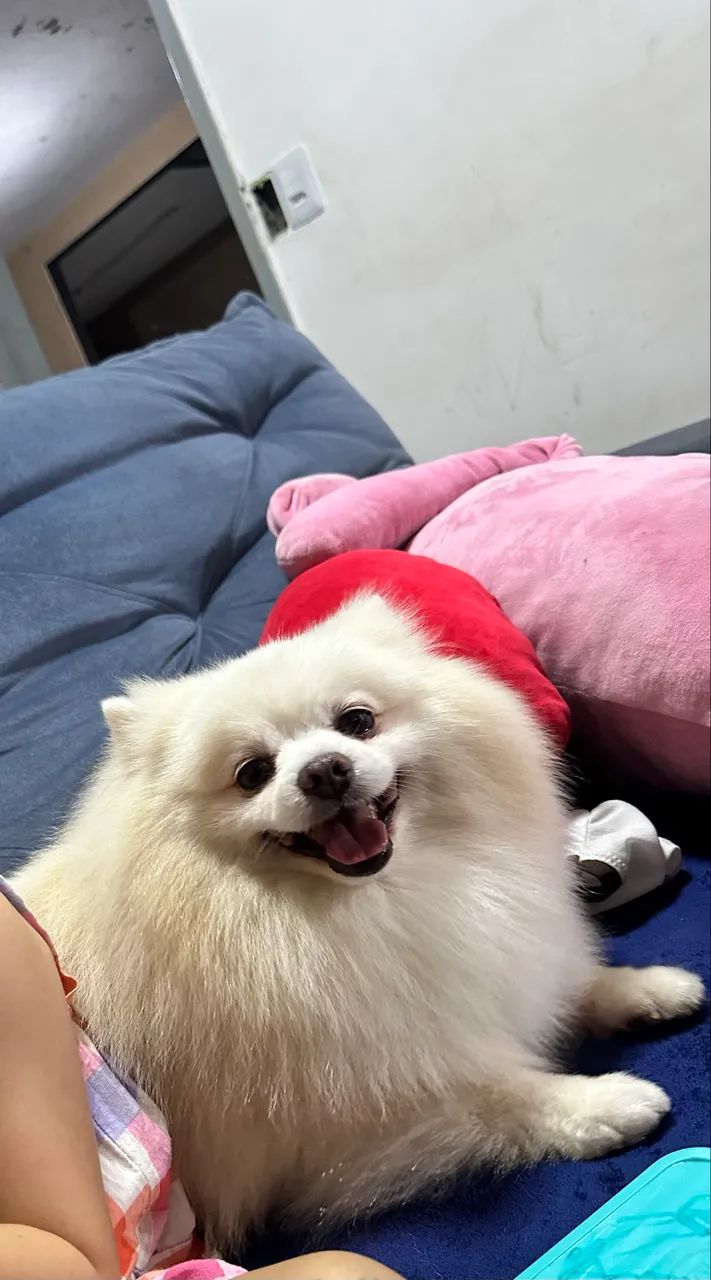 Spitz alemão, Macho arrumar -se namorada  - Foto 2