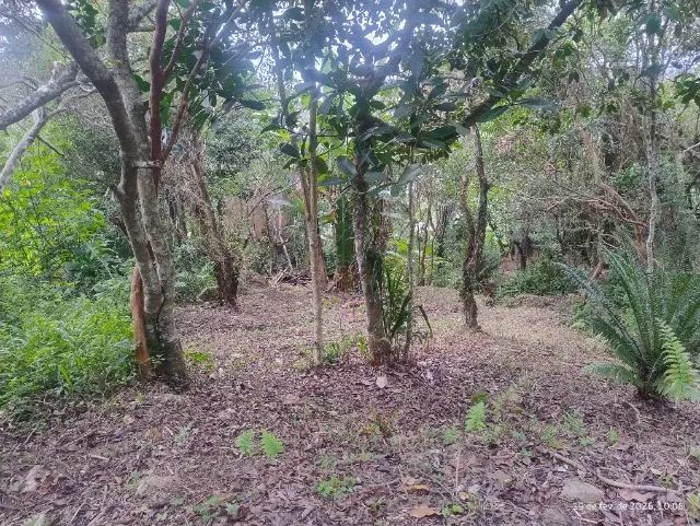 Terreno no Ratones 520m2 