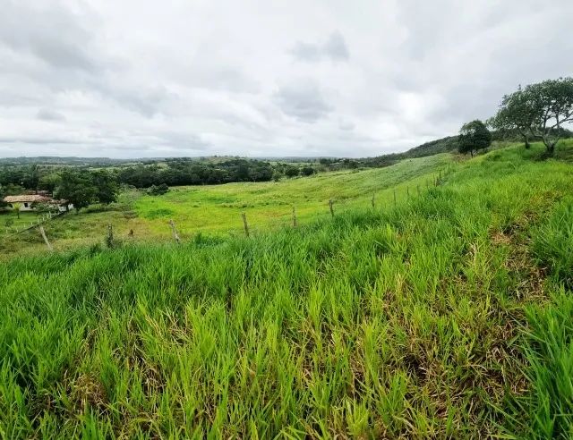 Fazenda em Salgado 40 Tarefas - Foto 2