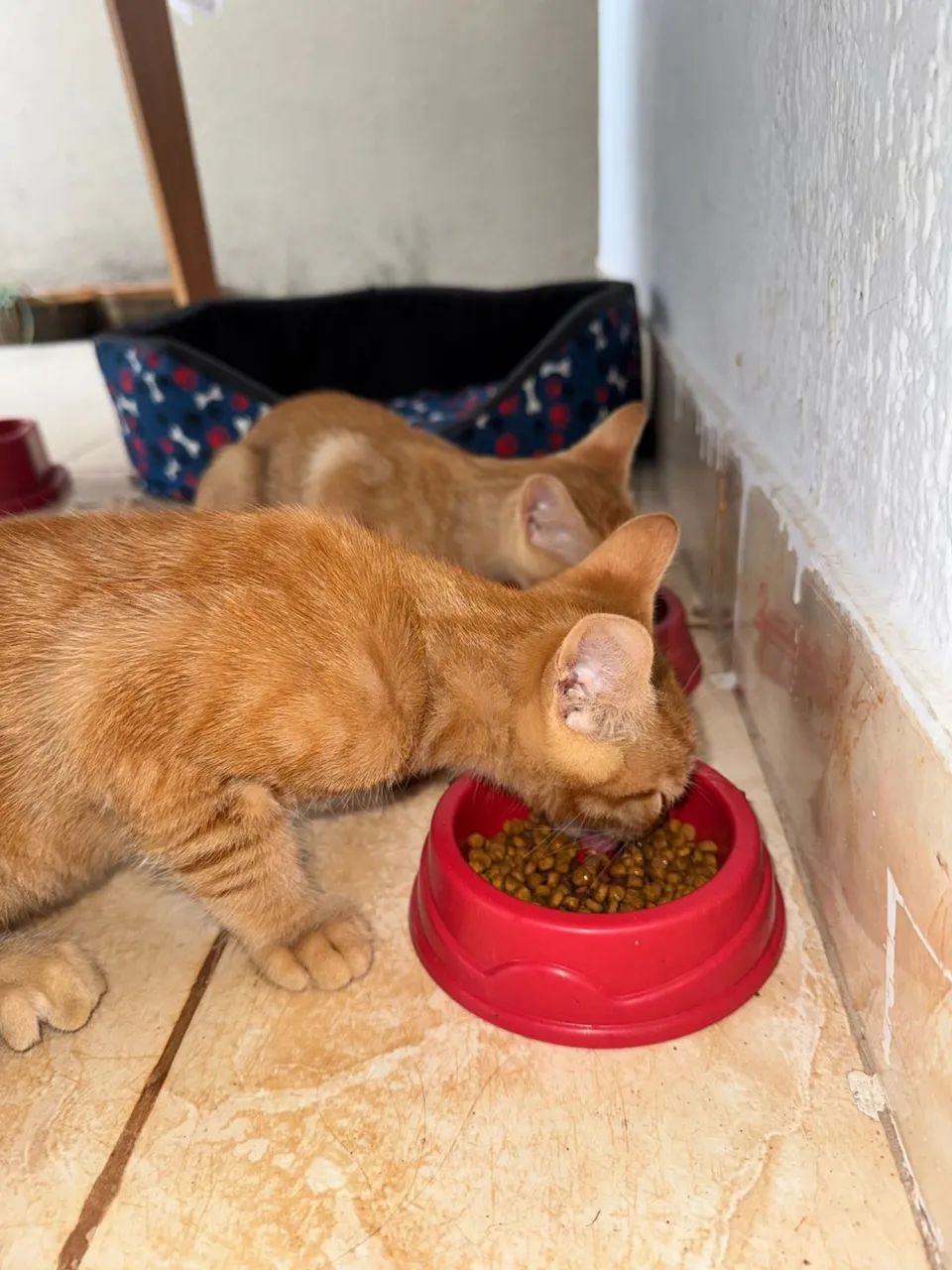 Doação de gato  - Foto 2