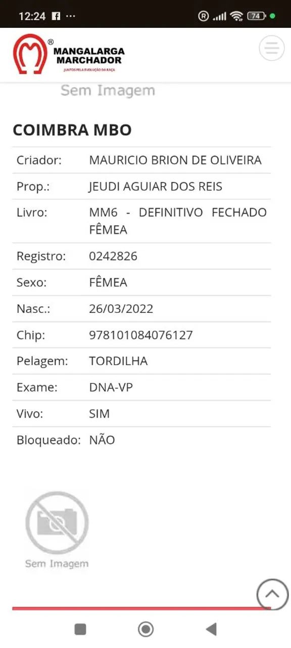 Potra mangalarga  - Foto 2