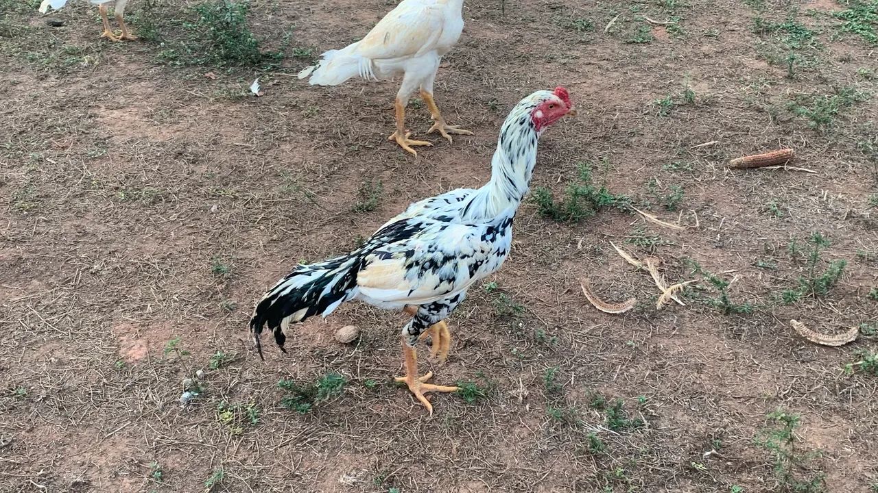 Frango índios mura - Foto 3