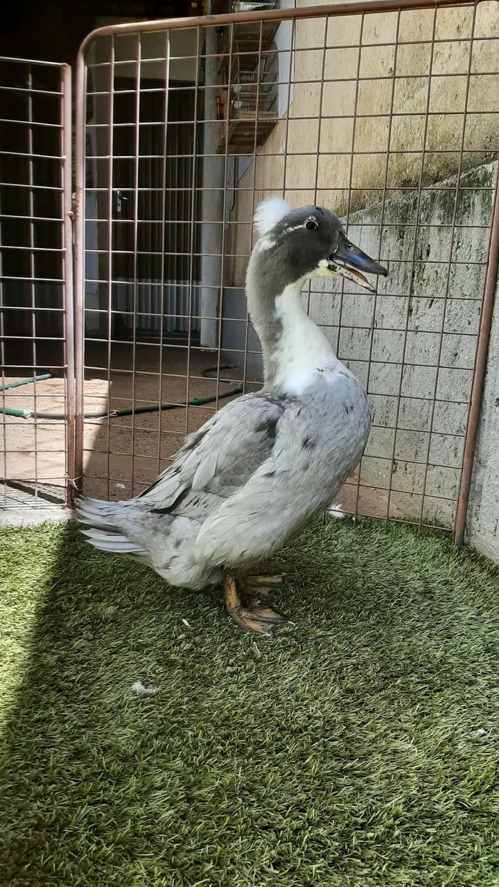Marrecos.  - Foto 5
